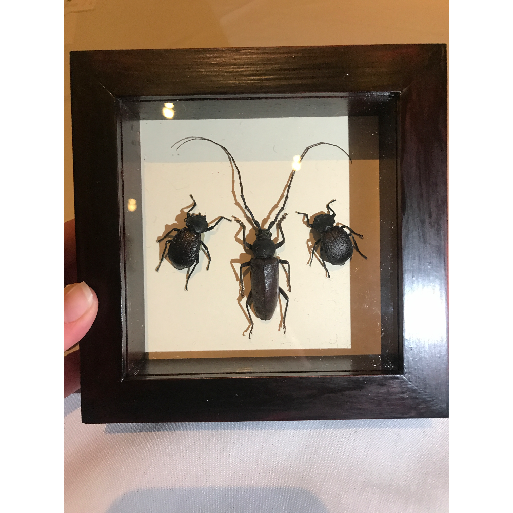 Framed mounted Arizona beetles