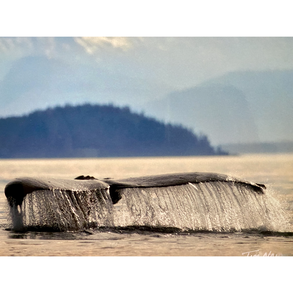 Whale Tail Photograph
