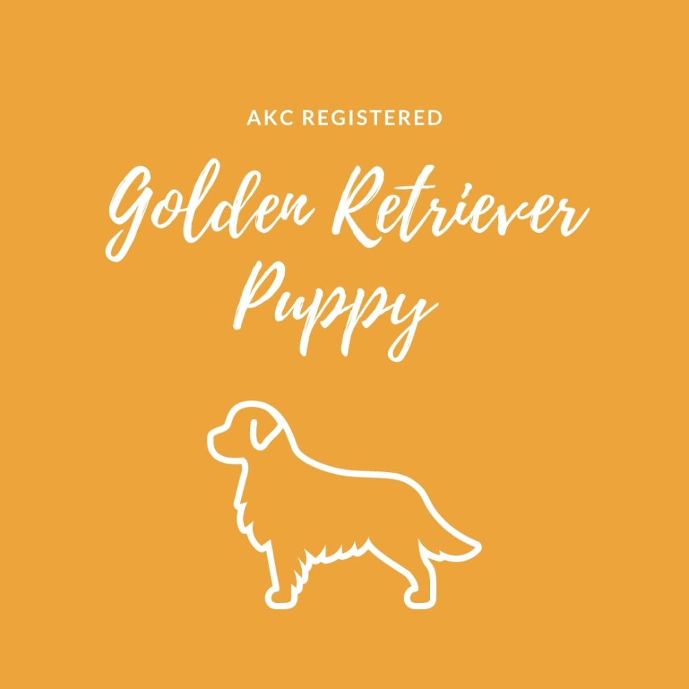 AKC Registered Golden Retriever Puppy from Upcoming 2022 Litter