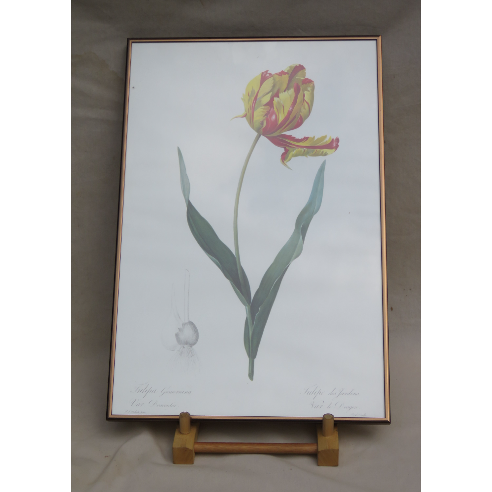 Tulip Gesnarium
