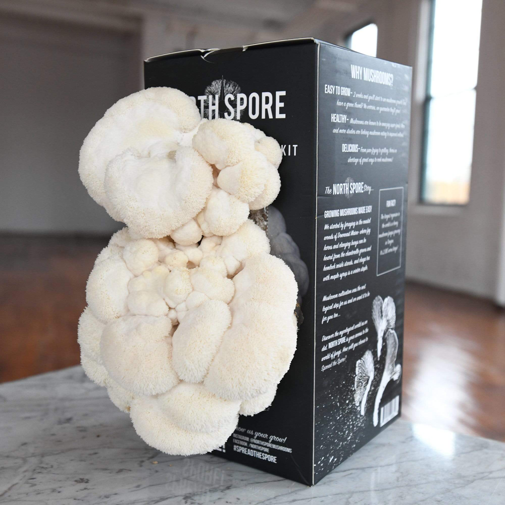 Lion's Mane Mushroom Growing Kit