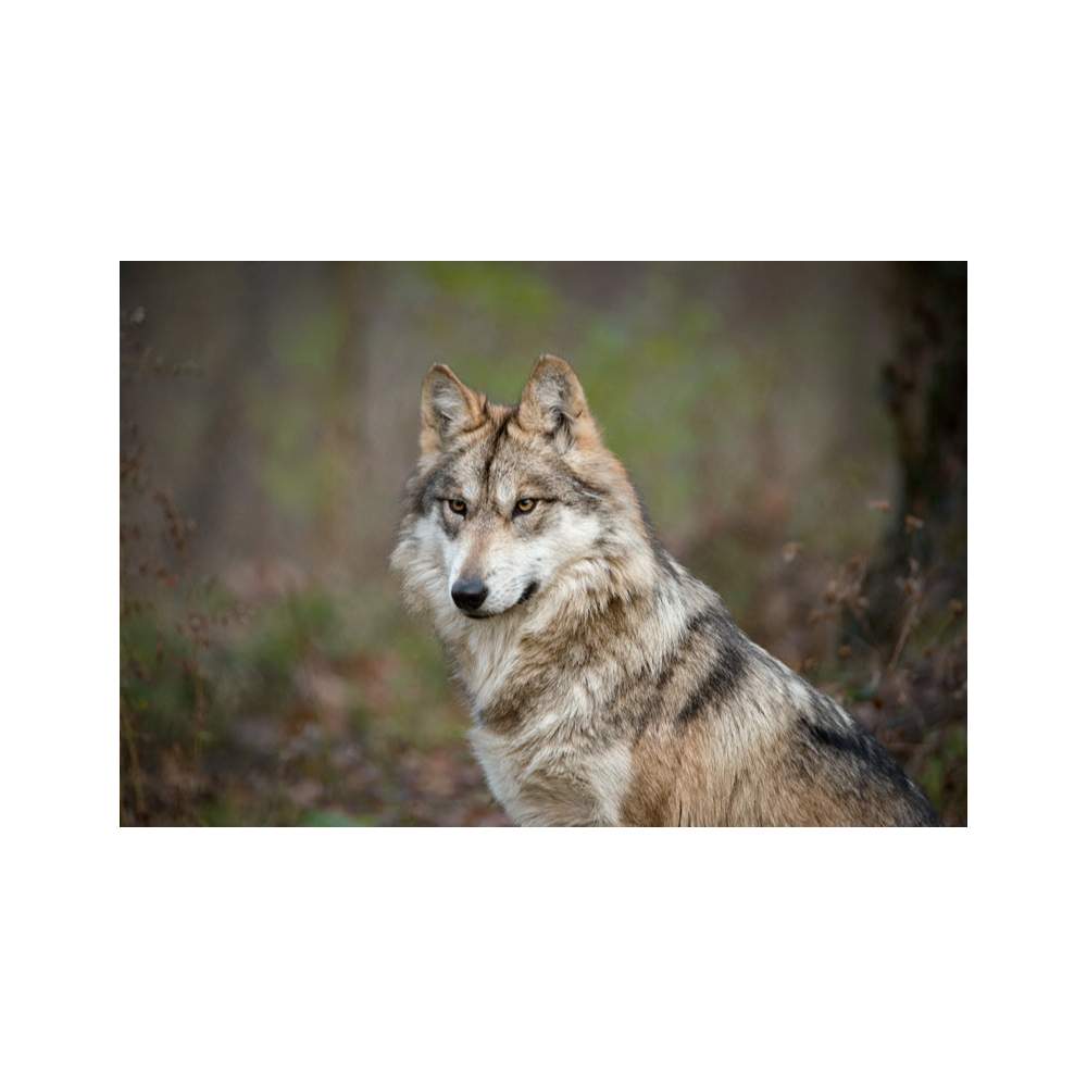  Endangered Species Tour for 4 at the Endangered Wolf Center