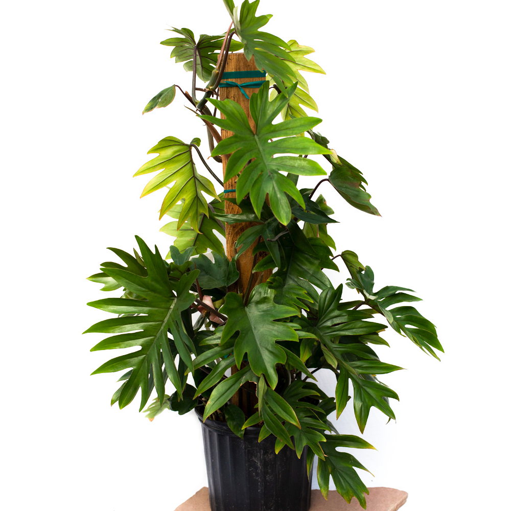 10” Totem Tahiti Philodendron (Philodendron mayoi) - 1 of 1