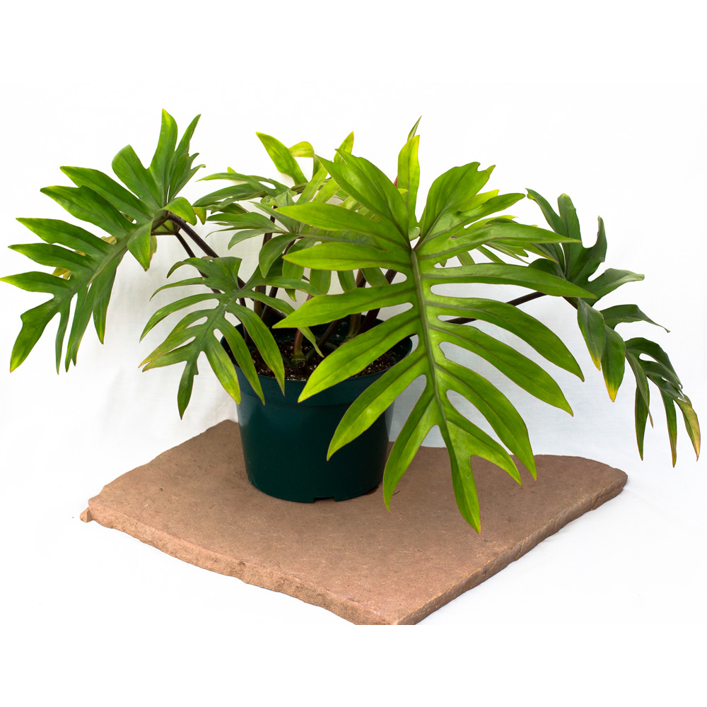 8” Tahiti Philodendron (Philodendron mayoi) – 1 of 1