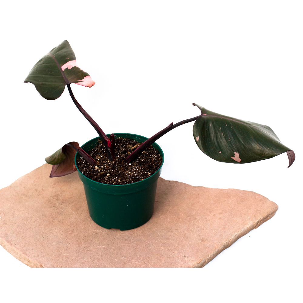 6" Pink Princess Philodendron (Philodendron erubescens 'Pink Princess') - 4 of 5