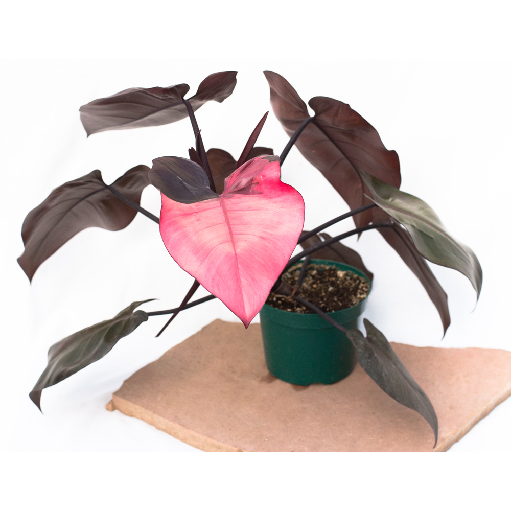 6" Pink Princess Philodendron (Philodendron erubescens 'Pink Princess') - 5 of 5