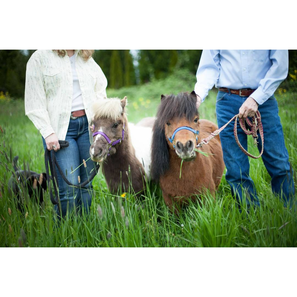 Visit with Mini Horses- The Smalls! 