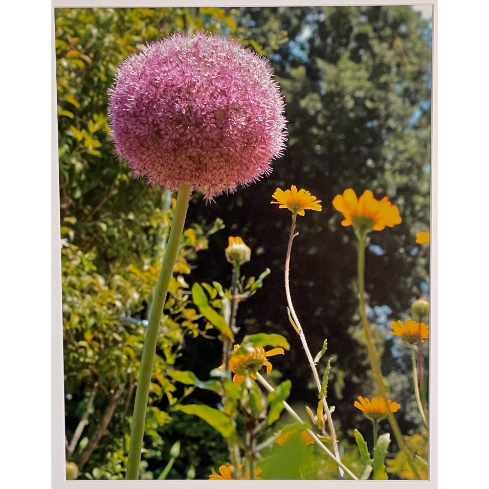 Pink Ball Flower