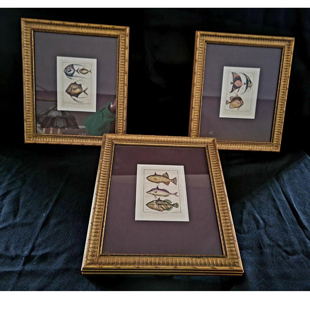 Set of 3 Framed Antique Trio Fish Prints