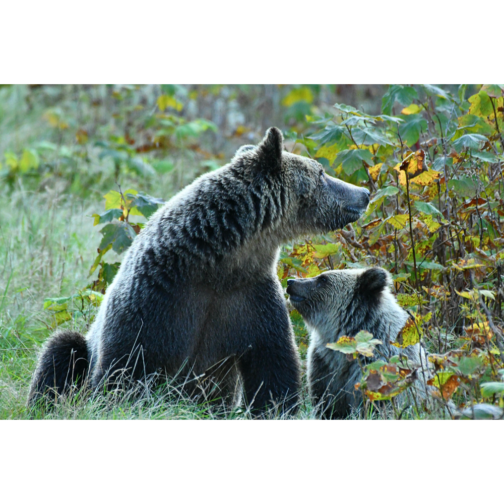 Mother Grizzly Bear and Cub - 8 x12 Print 