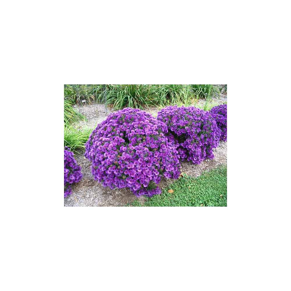 Aster "Purple Dome" Potted Plant
