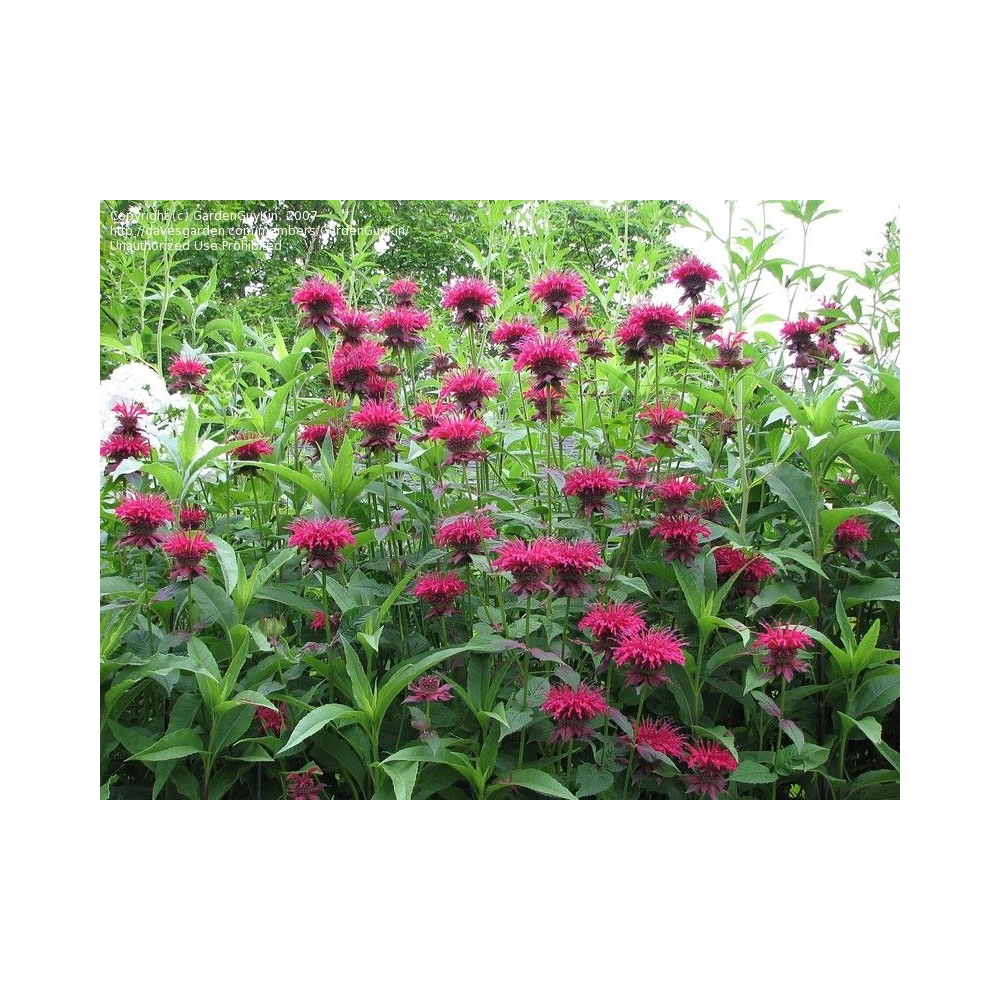 Bee Balm Potted Plant