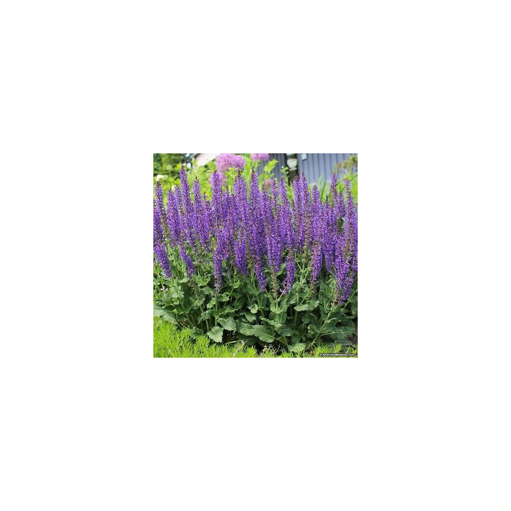 Salvia "Maynight" Potted Plant