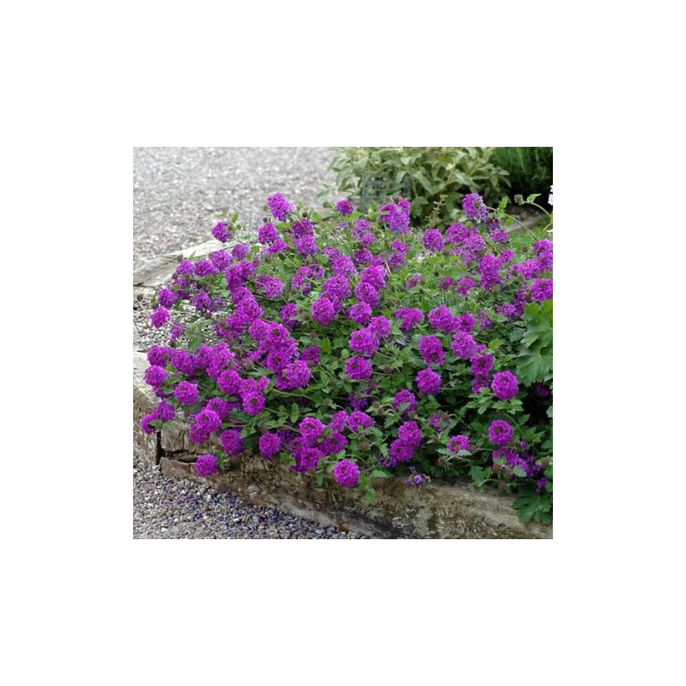 Verbena "Homestead Purple" Potted Plant