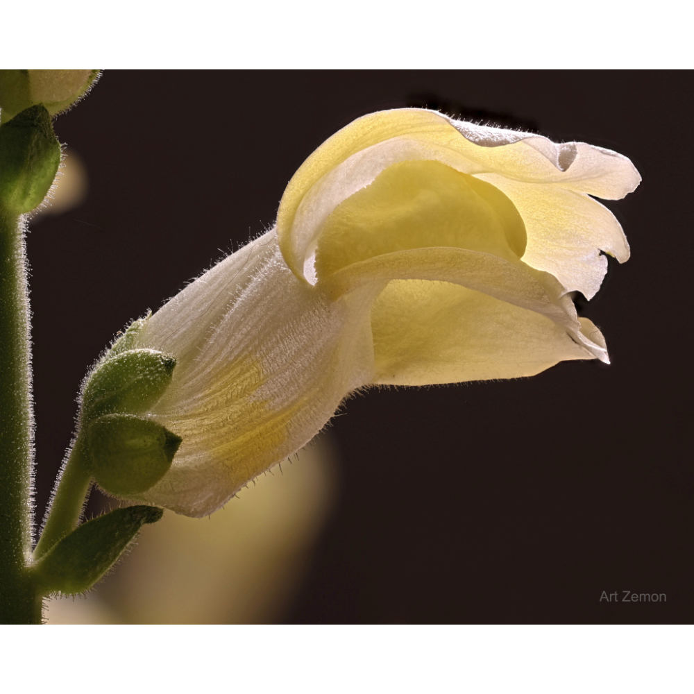 Framed Snapdragon Flower Photograph
