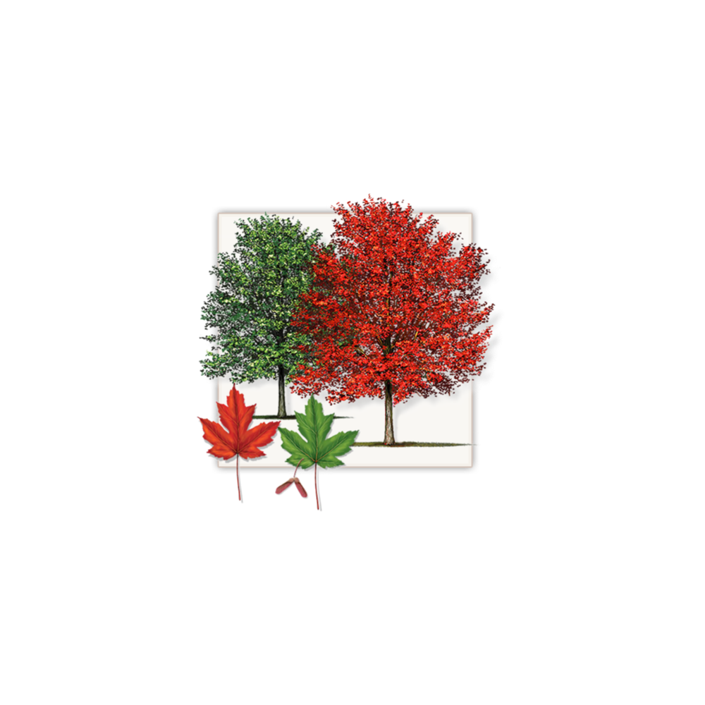 Autumn Blaze Maple Tree - Certificate from Brady Nursery