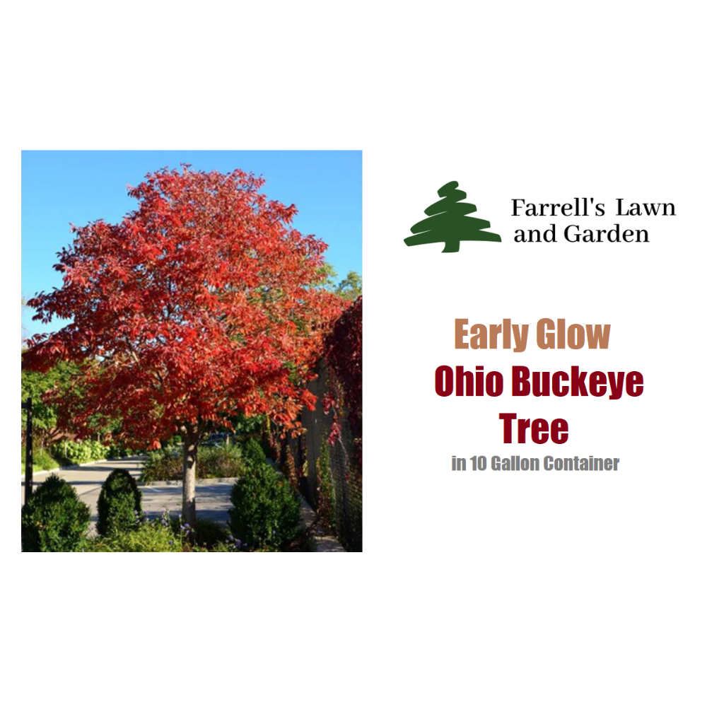 Early Glow Ohio Buckeye Tree in 10 gallon container