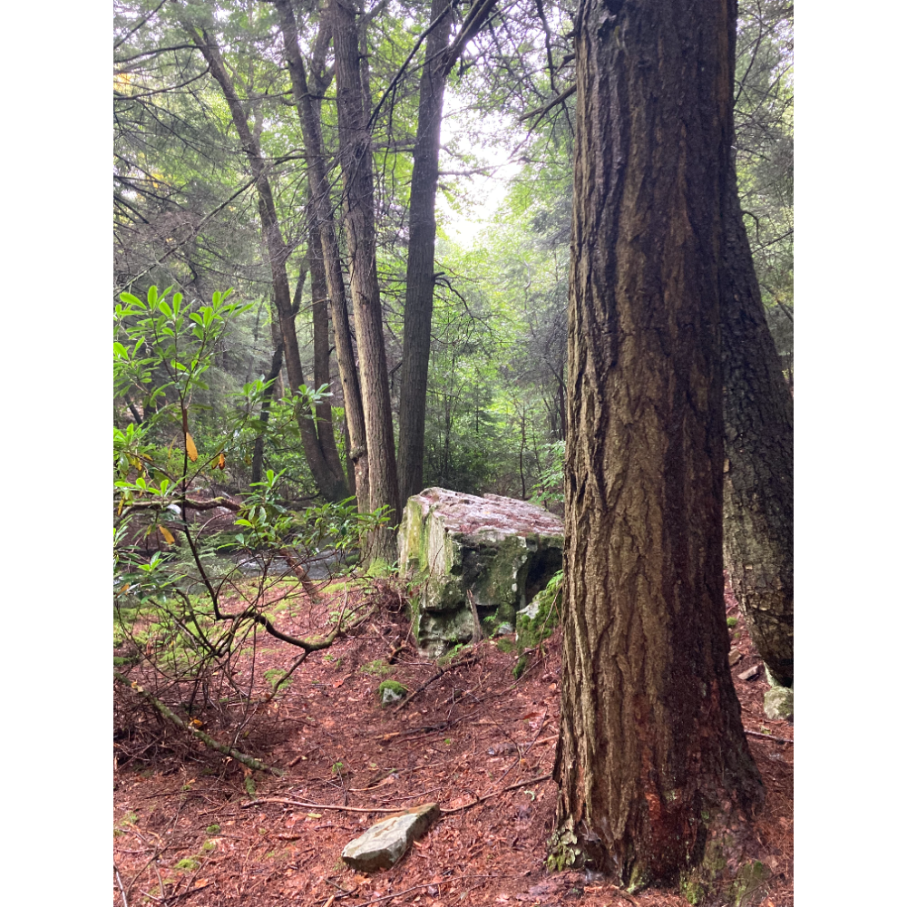 Old Growth Forest Guided Hike