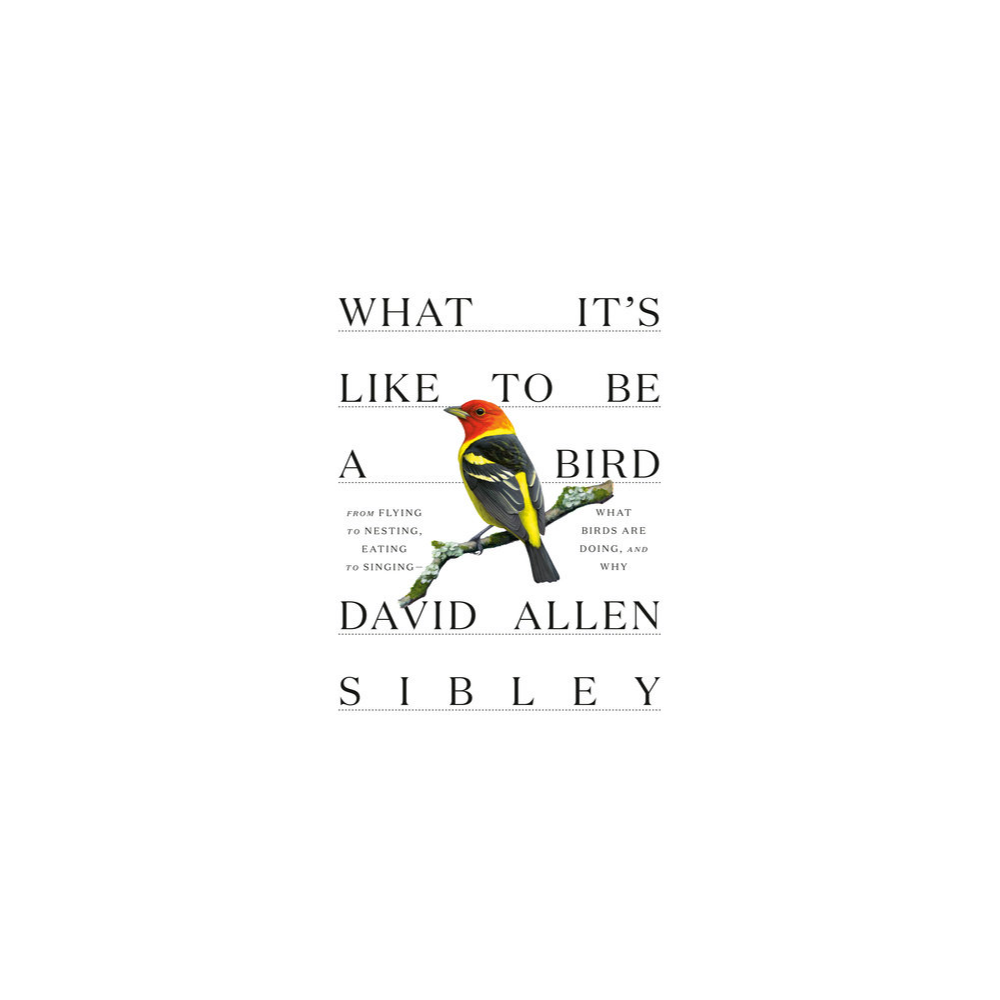 What It's Like to Be a Bird: From Flying to Nesting, Eating to Singing--What Birds Are Doing, and Why by David Allen Sibley