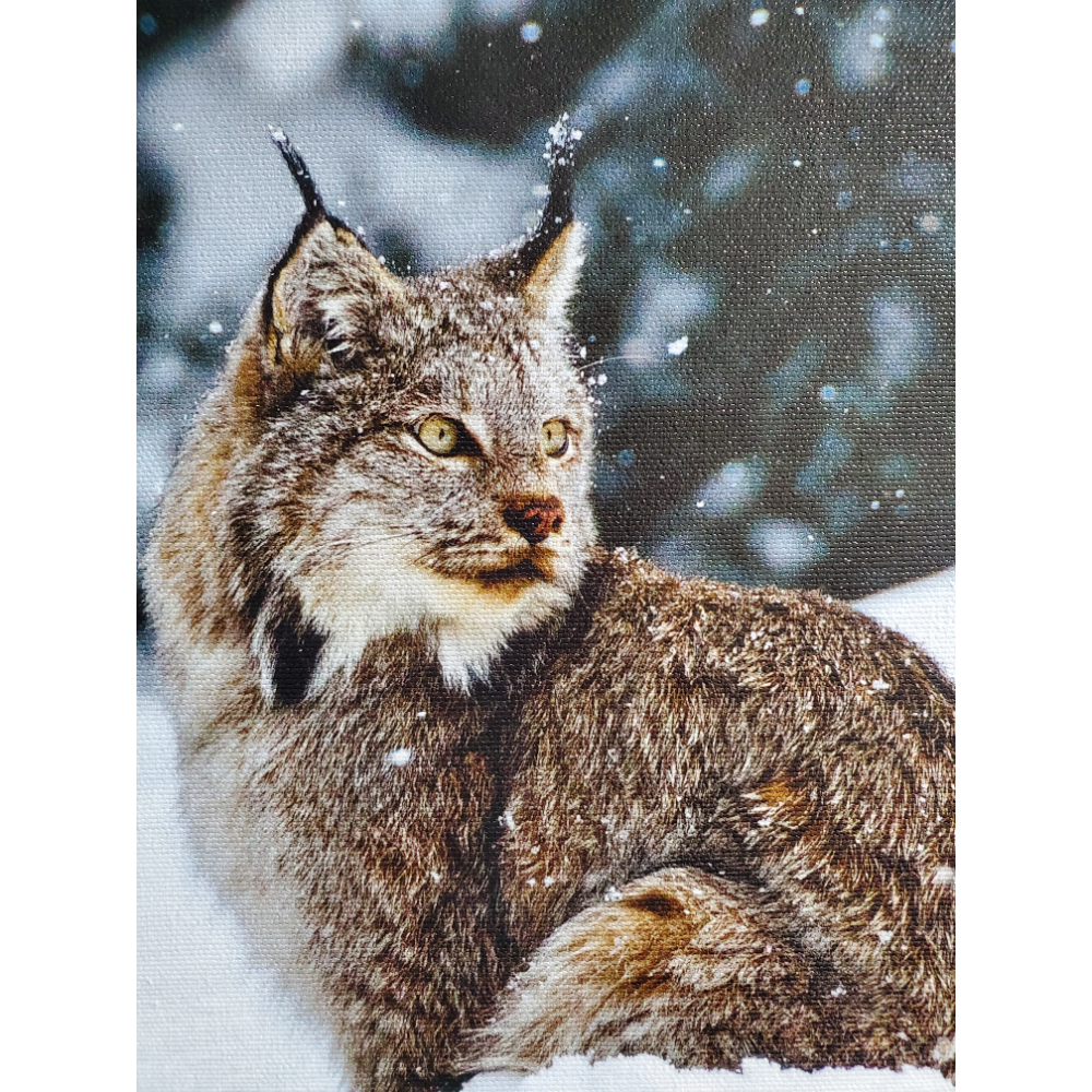  Lynx Canvas Print - 11x17