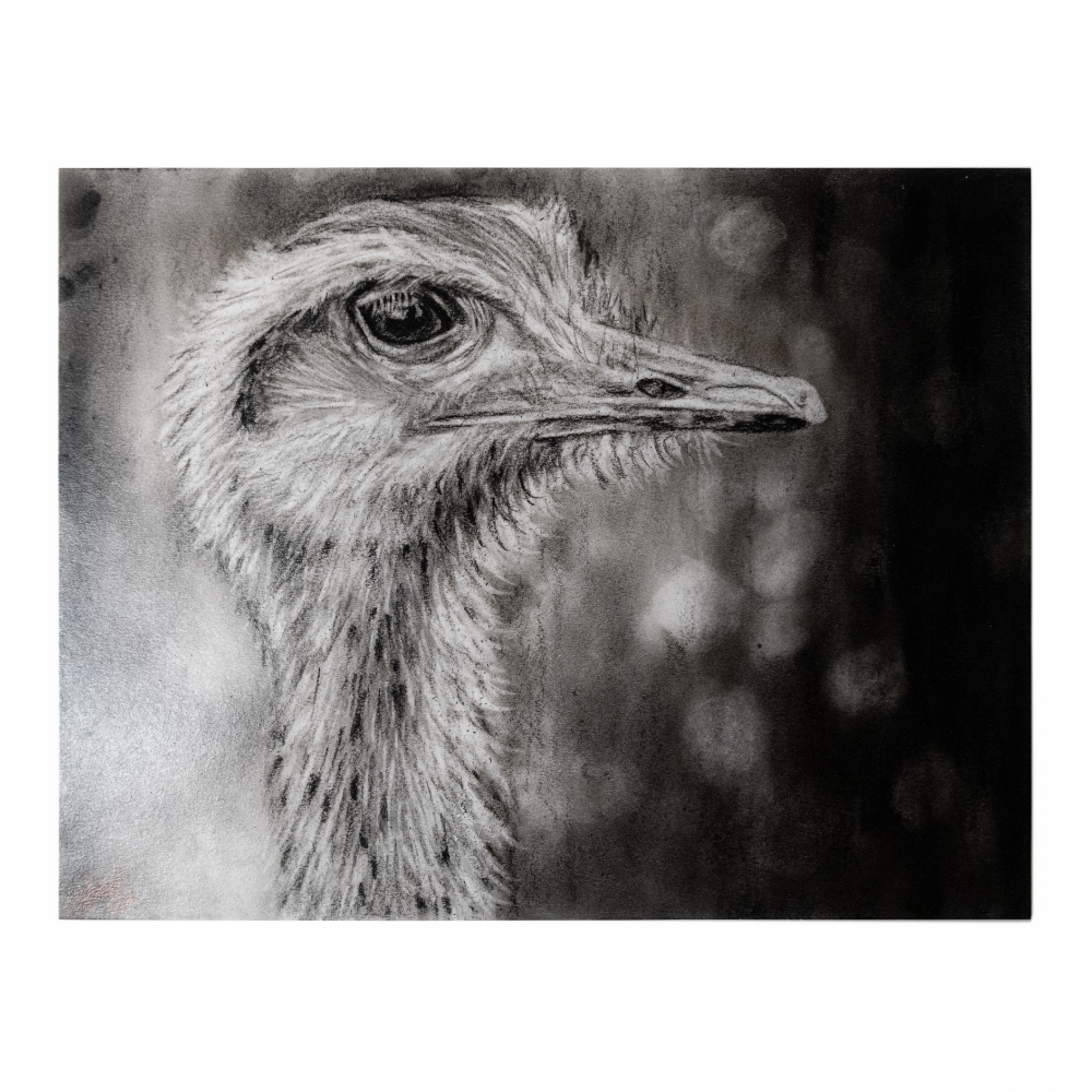 Emu Portrait by Veena Gadepalli