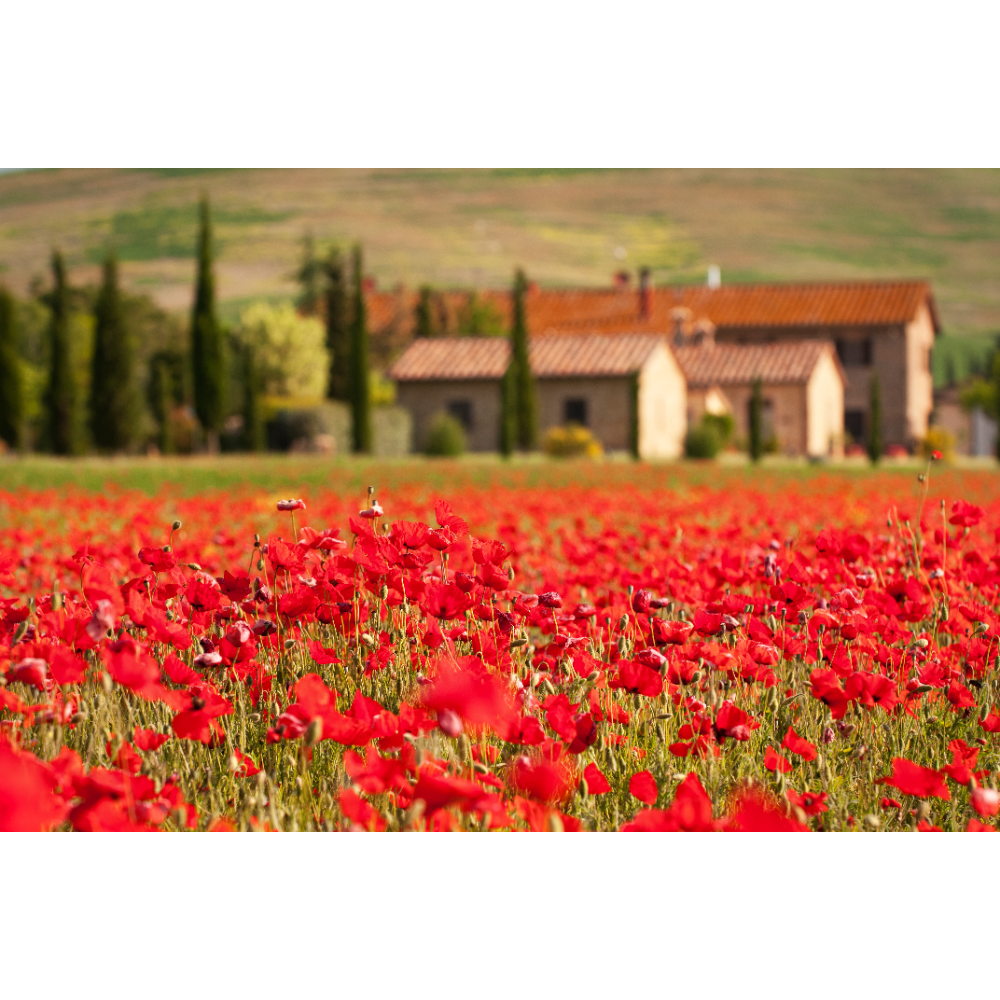 PLEASURES AND TREASURES OF TUSCANY FOR 2