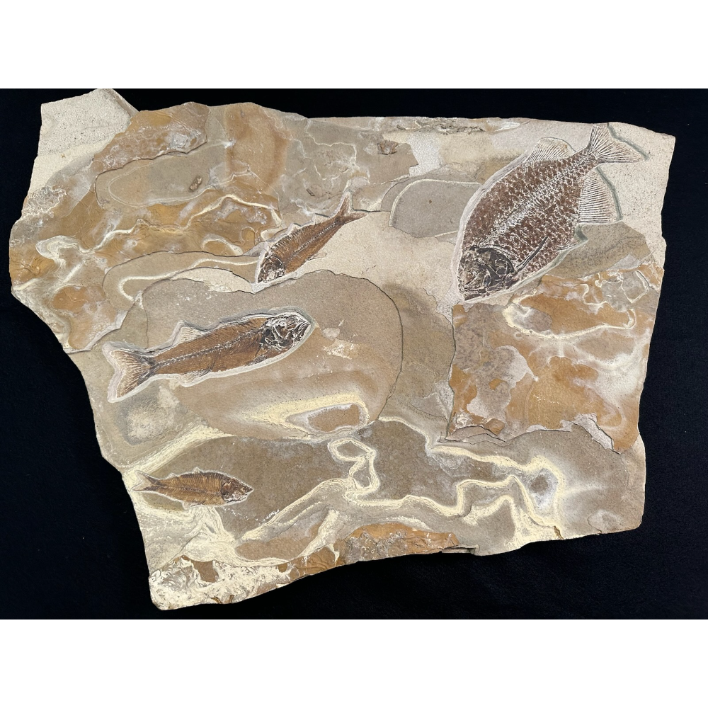 Fossil - Multi fish from Eocene period