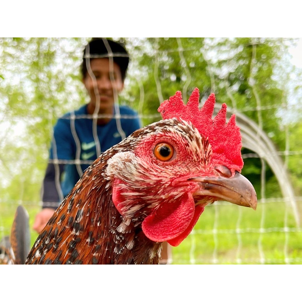 Name the EarthDance Chicken Coop! 