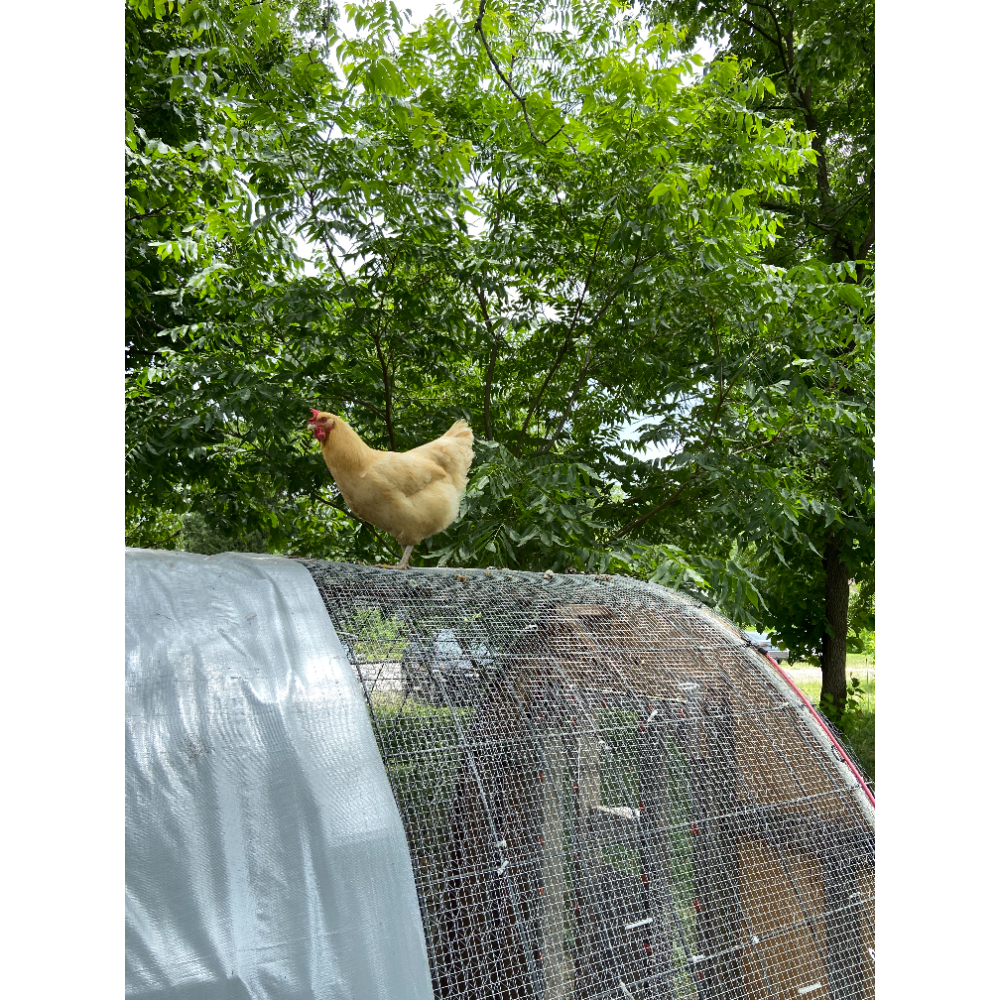Name one of the four EarthDance chickens!