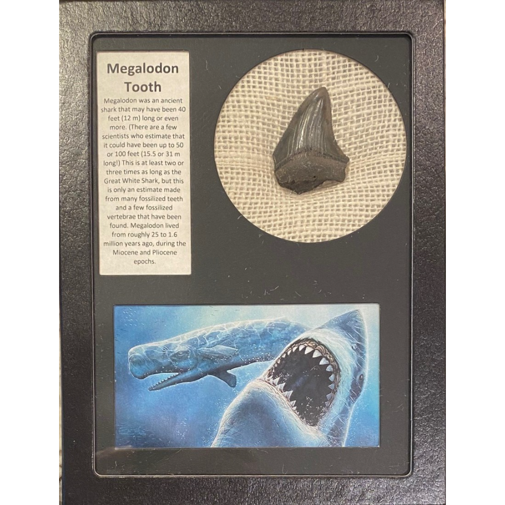 Megalodon Shark Tooth Collage