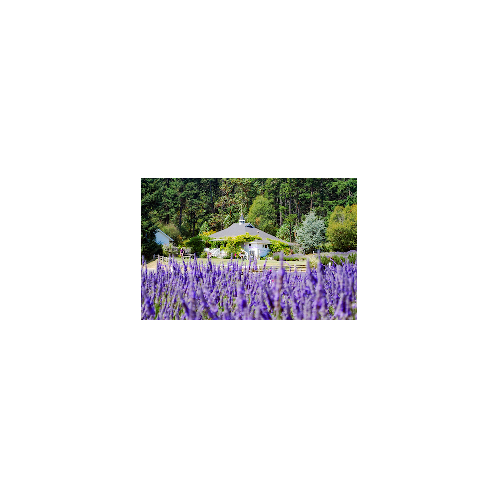 Pelindaba Lavender - All-Natural Lavender Insect Repellant