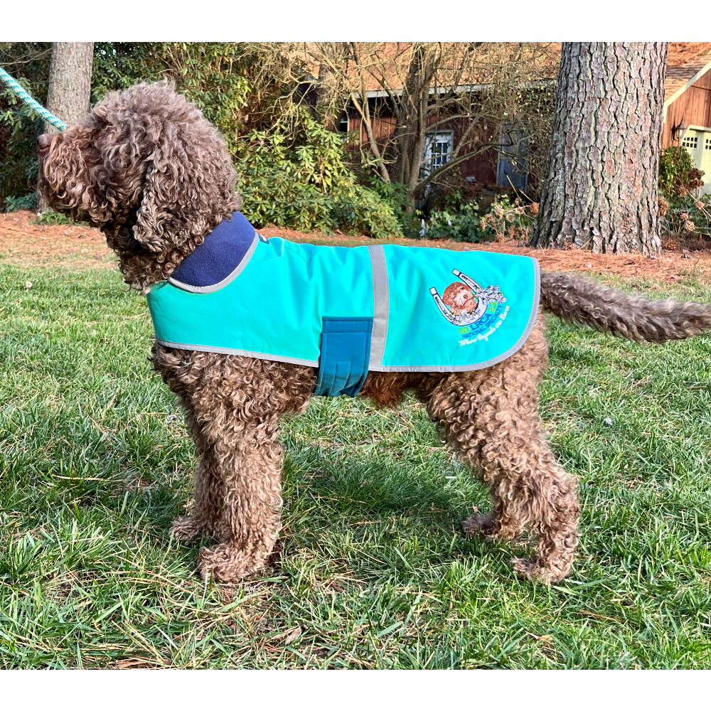 Canine Landsend rain jacket in teal and blue with night reflector tape. Customized with NS 2023 embroidery. Shown on a powerfully built, rustic male, size medium fits male & female Lagotti!