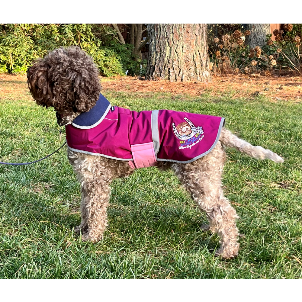 Canine Lands End Rain Jacket Purple, Blue and Pink with night reflector tape. Customized with embroidered NS2023 logo, size medium, shown here on a strong and athletic female Lagotto. 