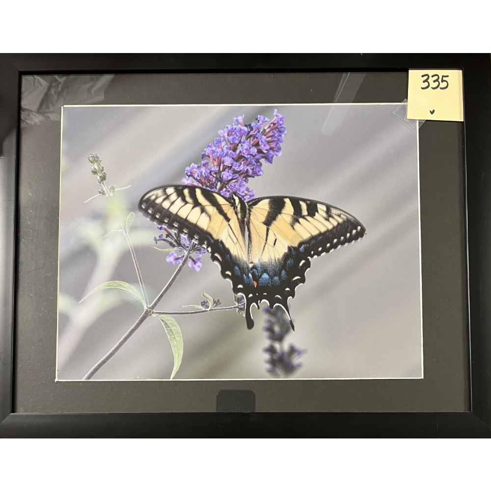 Framed and Matted Original Photo "Butterfly"