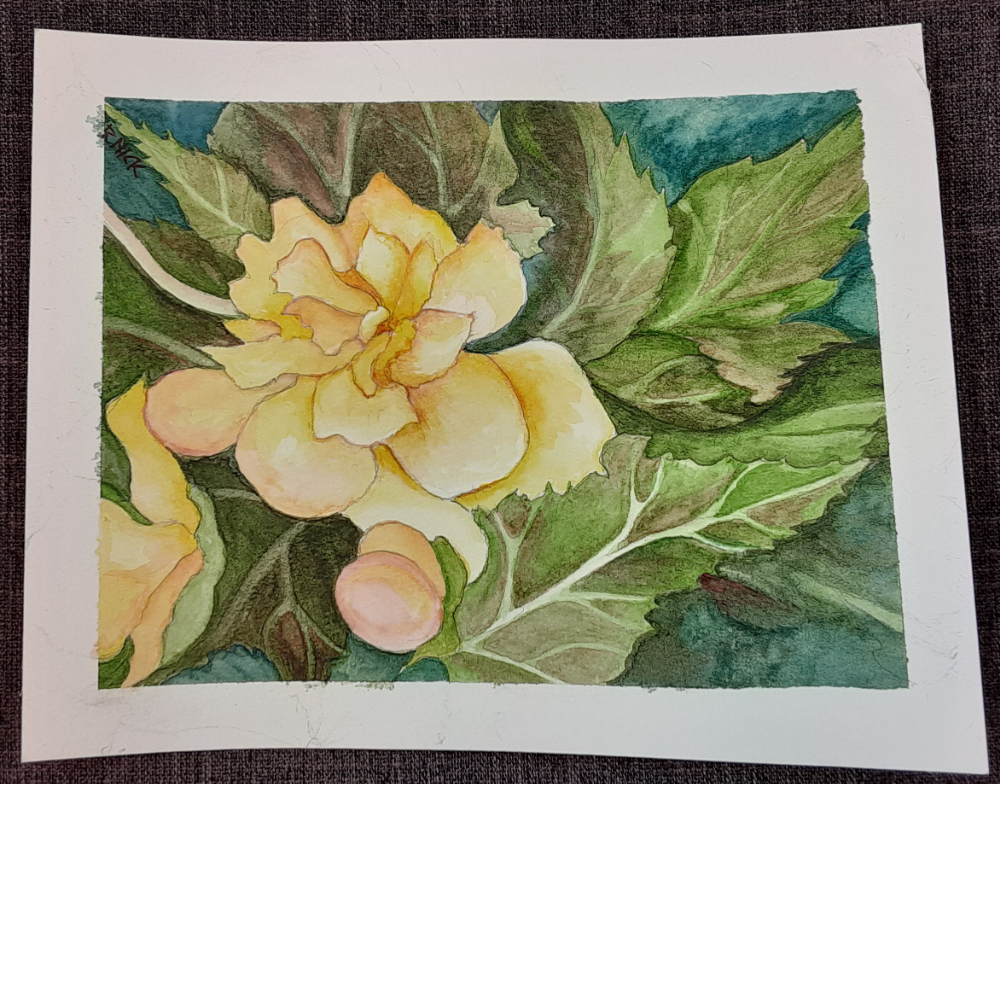 Begonia, watercolor