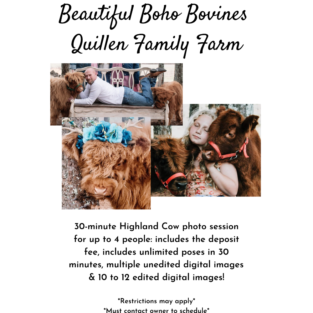 Beautiful Boho Bovines with Quillen Family Farm