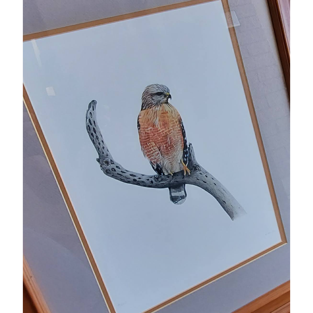 Cooper's Hawk Painting