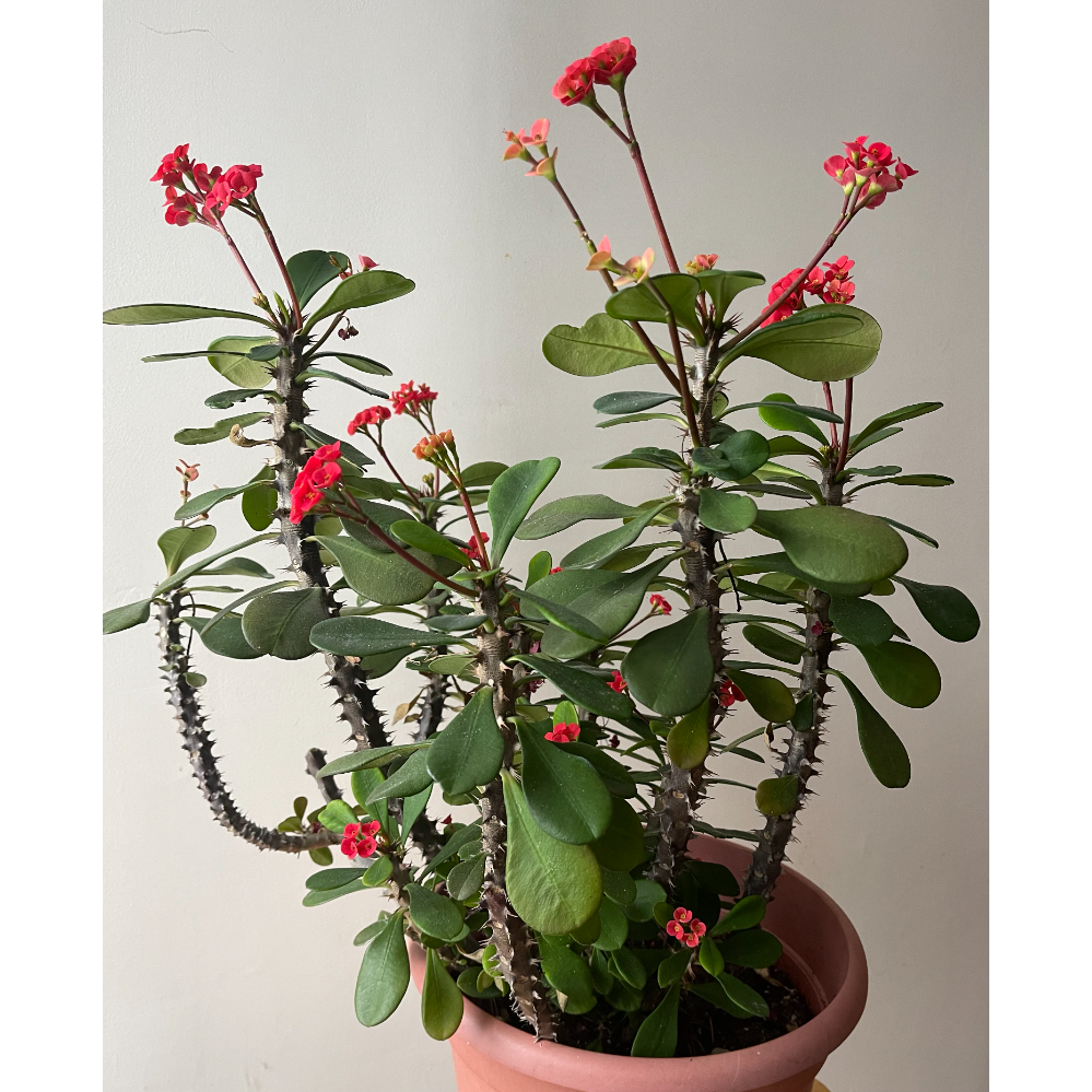 Bid Now: Crown of Thorns Plant