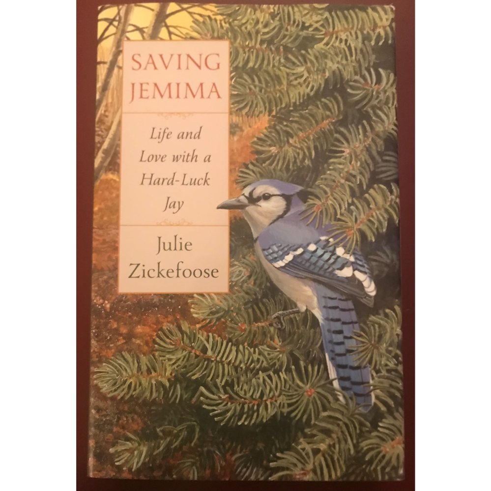 Saving Jemima: Life and Love with a Hard-Luck Jay by Julie Zickefoose, 2019, autographed by the author