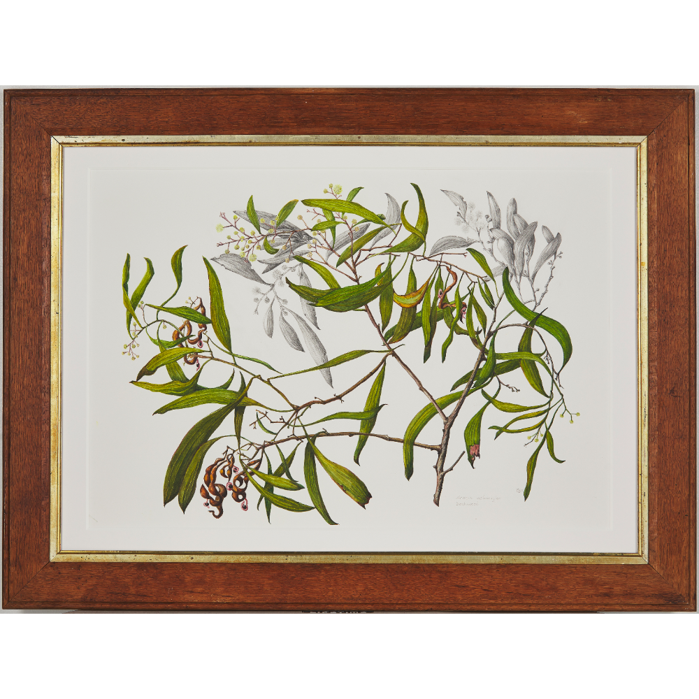  Acacia melaloxyn, Blackwood