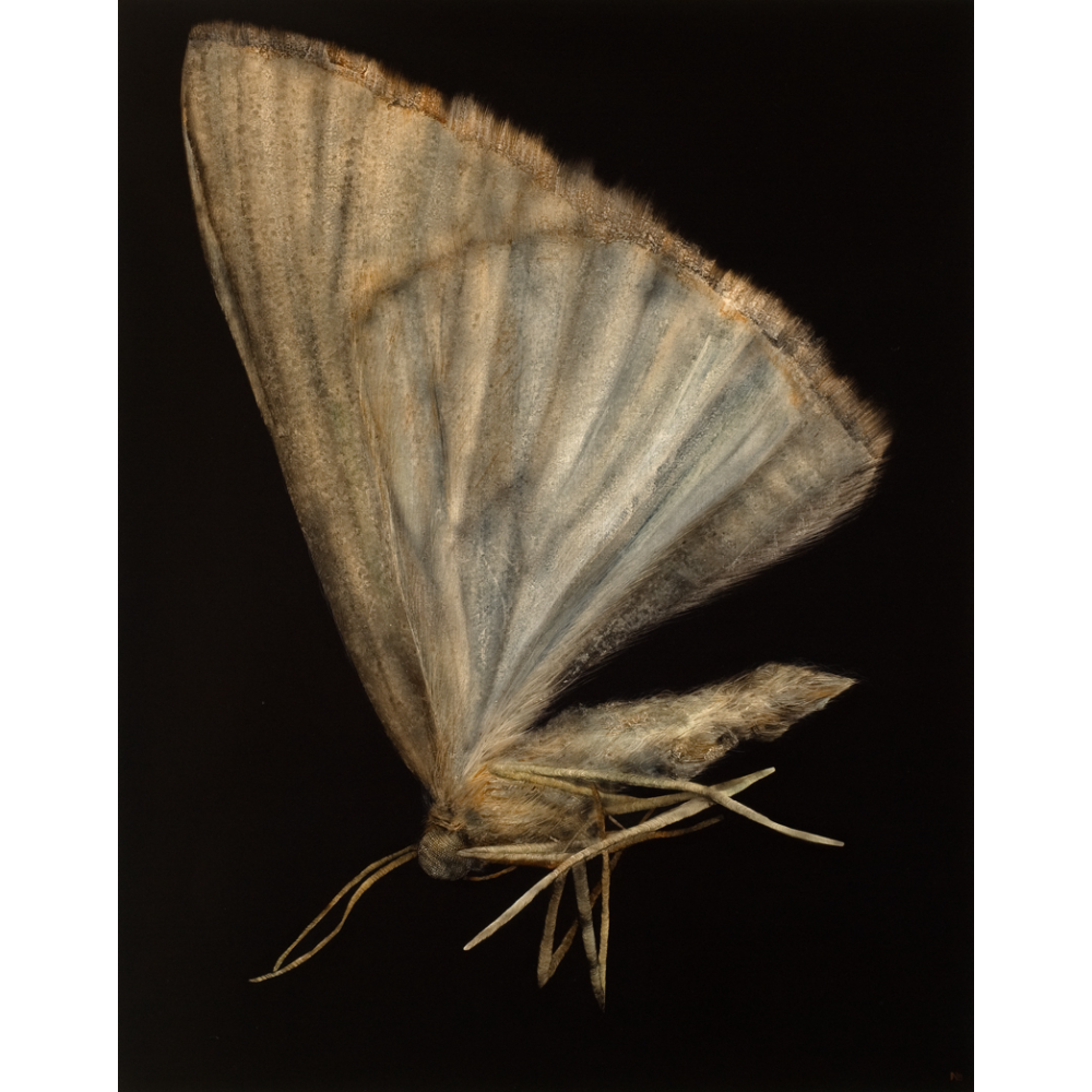 Moth IV