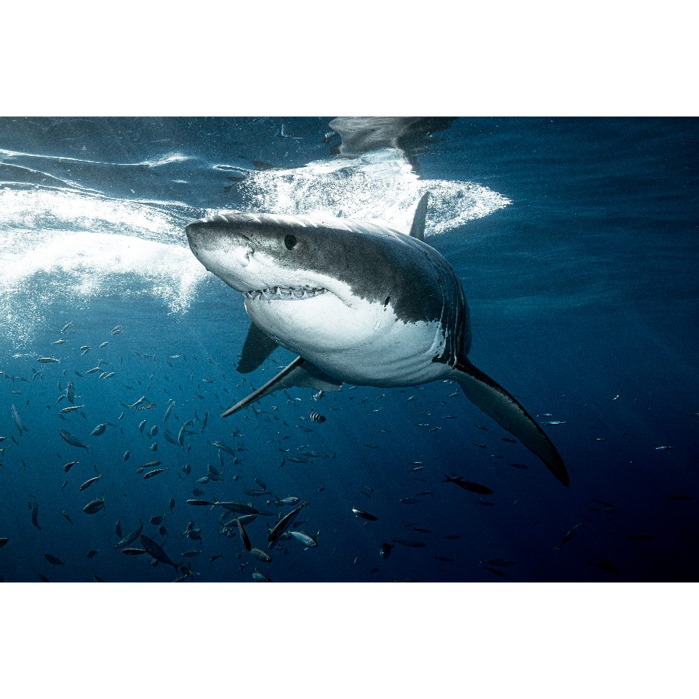 One of a Kind Great White Shark Photo - Framed and Matted