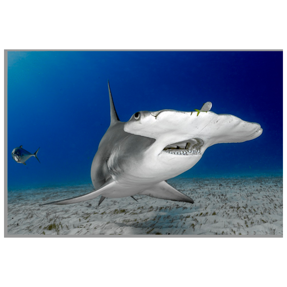 One of a kind Hammerhead Photo - Framed and Matted
