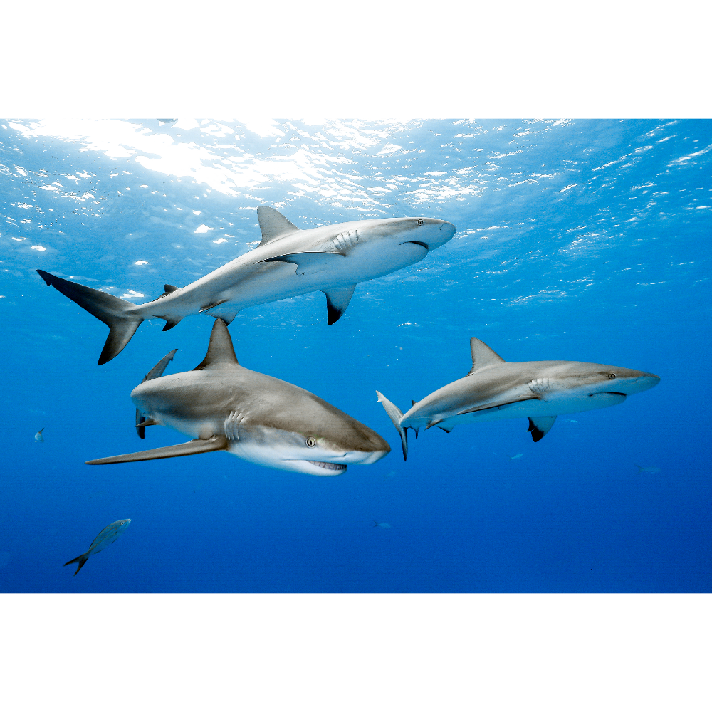 One of a Kind Caribbean Reef Shark Photo - Matted and Framed