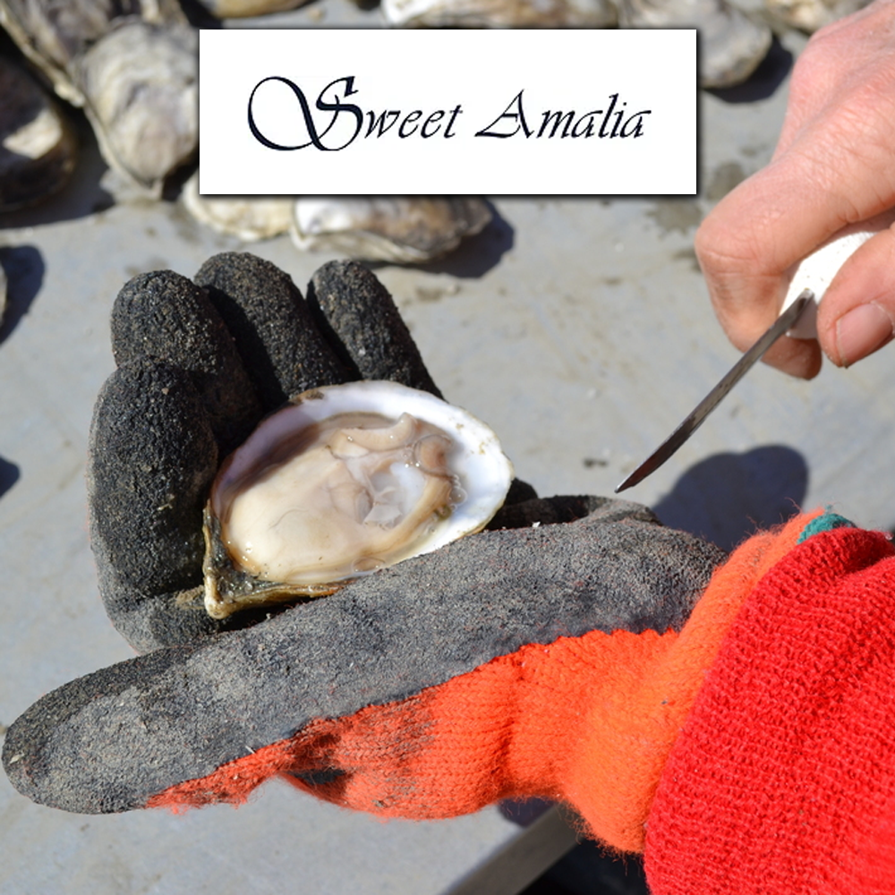 Private Oyster Farm Experience