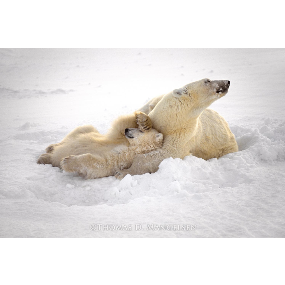 Photograph of a Polar Bear & Cub, titled "Northern Comfort" by Thomas Mangelsen