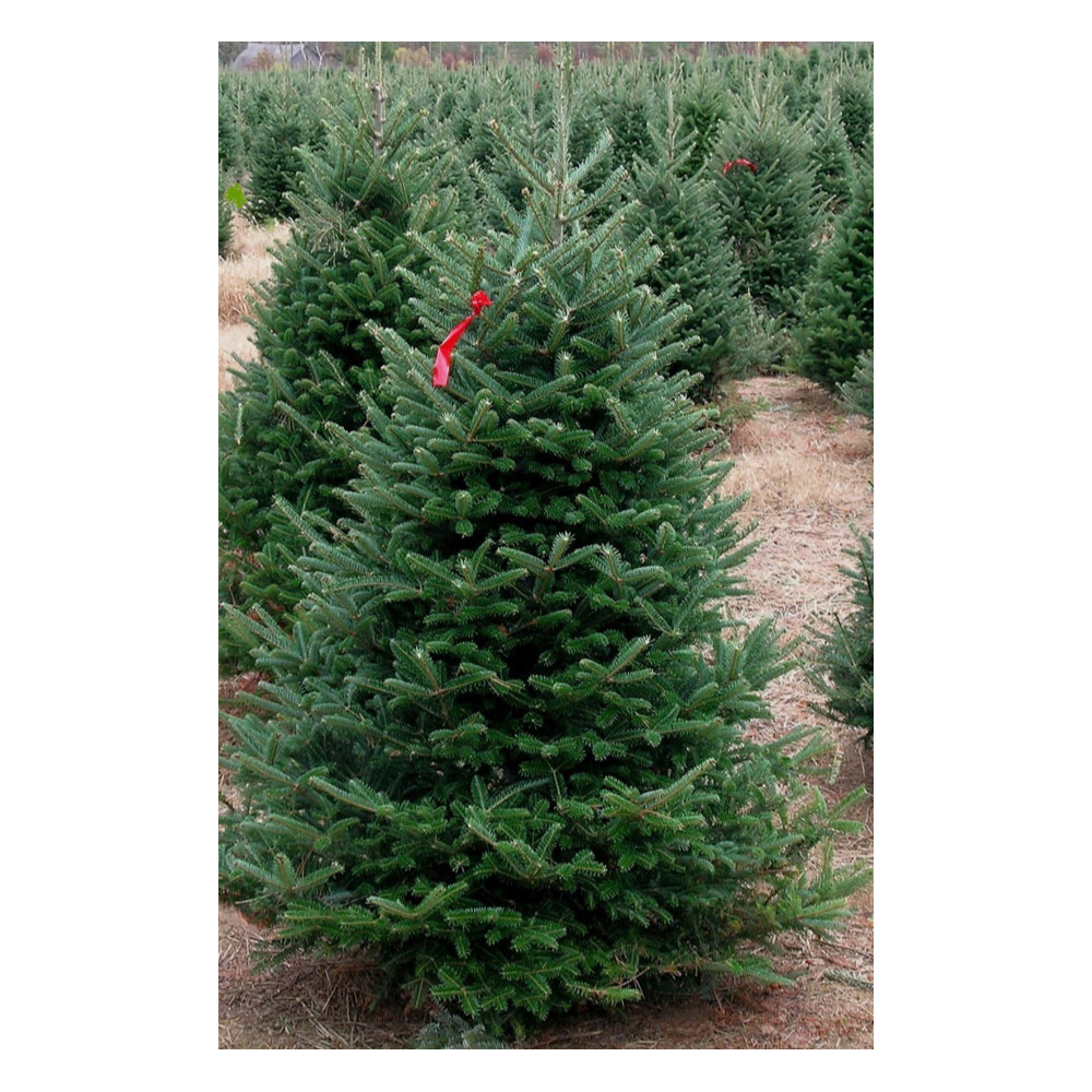 Live Christmas Tree (Jim Cartner)