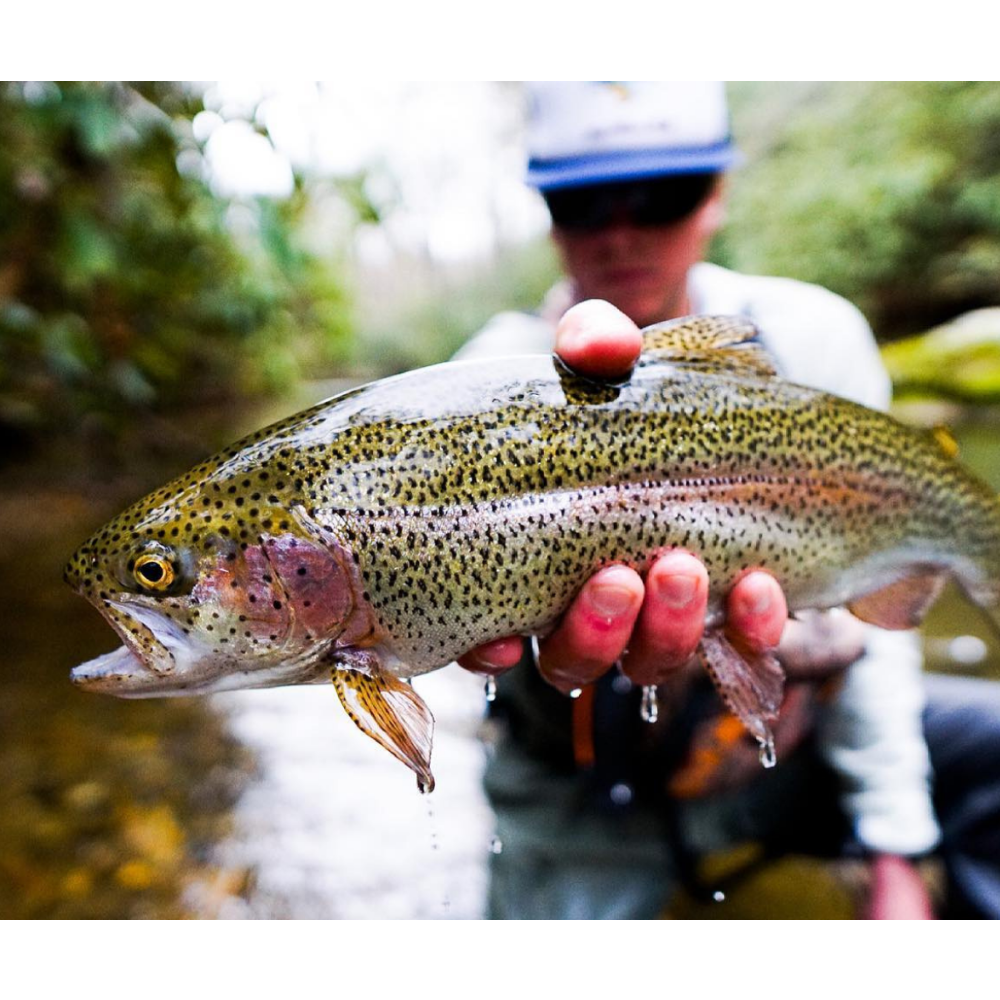 Fly Fishing with Headwaters Outfitters