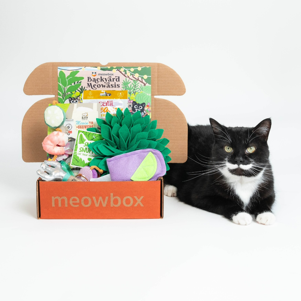 3 month Meowbox gift certificate