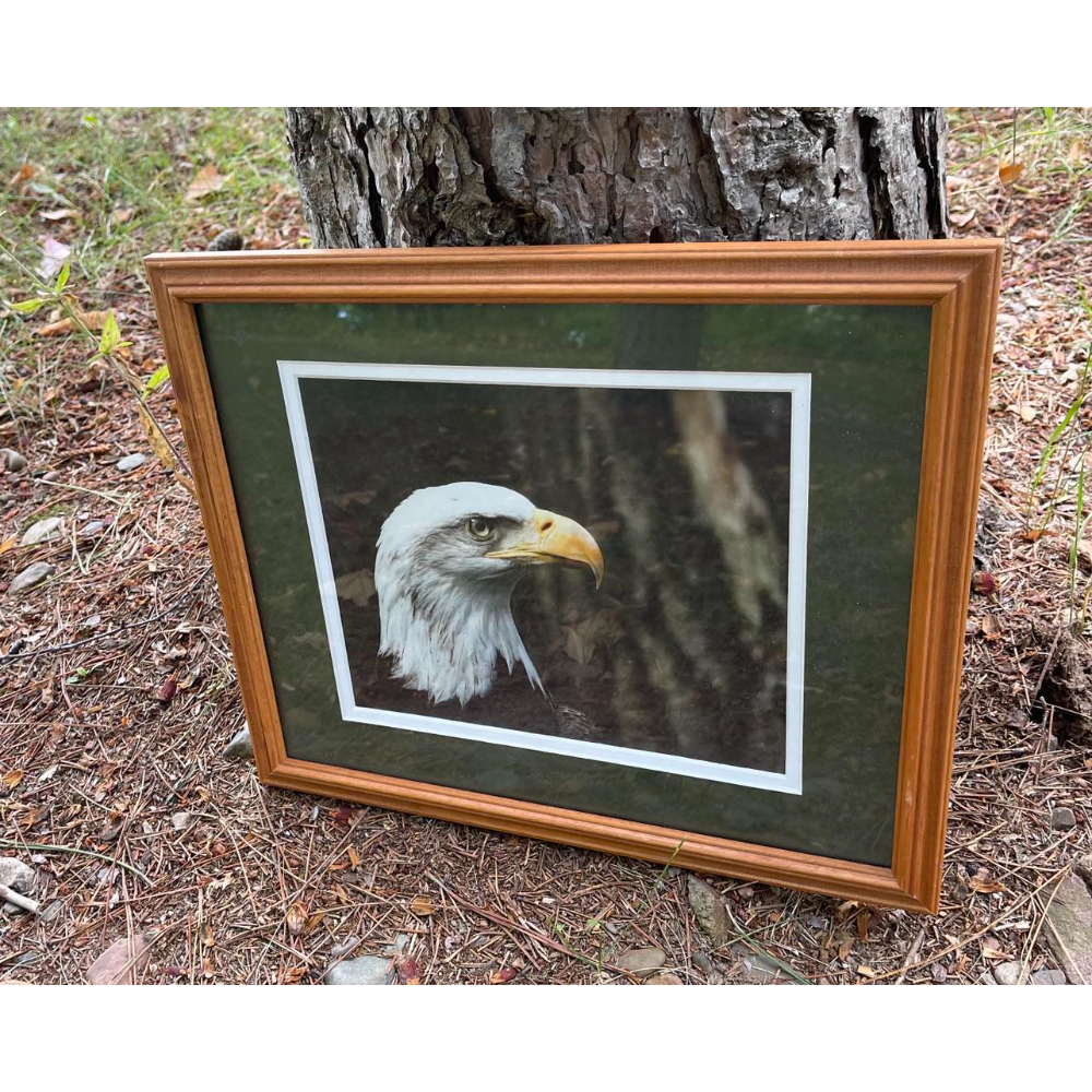 Beautiful framed photograph of an American bald eagle head close up